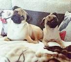 Monty and Roxie pugs