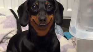 Isabella and Bean: Why TikTok has fallen in love smiling dachshund dogs