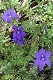 Image result for Wahlenbergia pulchella