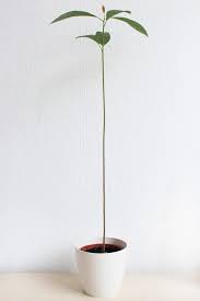 Herzlich willkommen auf unserer webseite. Diy Avocadopflanze Ziehen Yeah Handmade