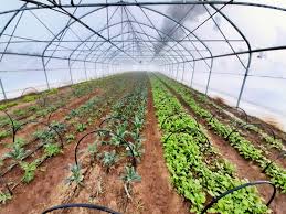 Vezi mai jos aici pe site emisiunea ferma sezonul 4 episodul 24 din 21 martie 2019. Niciun È™omaj In 2020 La Ferma SocialÄƒ Bio Co De LangÄƒ BucureÈ™ti Business Press Agricol