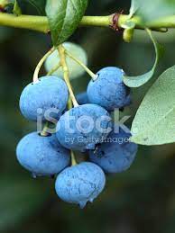 ® has a wonderful range of strawberry, blueberry and raspberry plants, along with many varieties of other small fruit and berries. Heidelbeeren Am Rebstock Stockfotos Freeimages Com