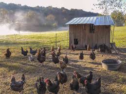 Bulk Orders - Multiple Chickens