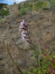 Image result for Silene abyssinica