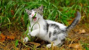 Why Do Cats Eat Grass Pinterest Grasses Cat Dad And Cat