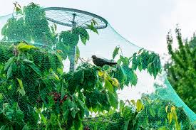 Maybe you would like to learn more about one of these? Vermont Garden Journal Bird Control Vermont Public Radio