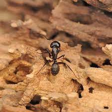 Rochester pest control & exterminator co. Carpenter Ant Nesting Rochesterny Roc Pittsfordny Fairportny Victorny Spencerportny Greeceny Brig Construction Group Rochester Ny Pest Control Services