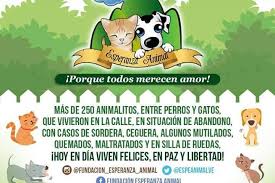 Check spelling or type a new query. Animales Abandonados En Venezuela Grupo Teaming
