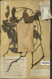 Image result for Uvaria acuminata