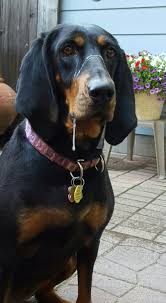 Black And Tan Coonhound Puppies For Sale In Virginia How To Make An Interesting Art Piece Using Tree Branches Ehow Coonhound Dogs Pets