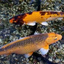 I have a pretty big pond (8000 gallon) with about 60 koi ranging from about 4 to 12 inches. Koi Vs Goldfish Which Fish Is Right For My Pond Main Differences Pond Informer