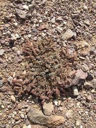 Image result for Euphorbia granulata