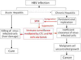Hbcag (hepatitis b core antigen) is the main structural protein of hbv icosahedral nucleocapsid and it has function in replication of the virus. Pdf Pathogenesis Of Hepatitis B Virus Hbv Mediated Liver Injury Semantic Scholar
