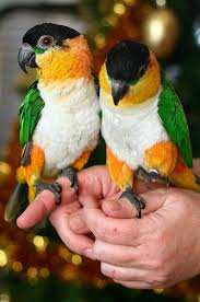 Black Birds You Can Have As Pets 30 Most Colorful And Prettiest Pet Birds In The World Pet Birds Parrot Beautiful Birds