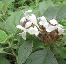Image result for Barleria albostellata