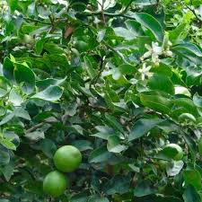 Image result for Citrus × aurantiifolia