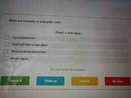 We did not find results for: Which Are Examples Of Eukaryotic Cells Check All Chegg Com