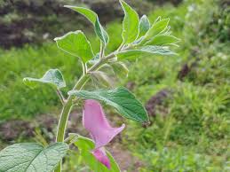 Image result for Sesamum radiatum