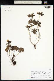 Image result for Geranium mlanjense