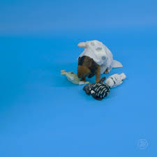 Star Paws Jabba The Mutt Video Funny Dog Pictures Cute Dogs Happy Dogs