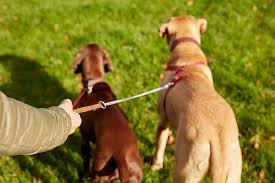Start your new career with us today! Open Letter To The Judge Who Told A Pet Sitter To Get A Real Job Pet Parade Plus Kingston Pet Care Services
