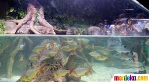 Aneka macam model gorden : Foto Kenalkan Aneka Biota Laut Jakarta Aquarium Resmi Di Buka Merdeka Com