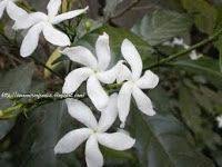 Nandivardhanam Puvvu Tropical Flowers Flowers Paper Crafts