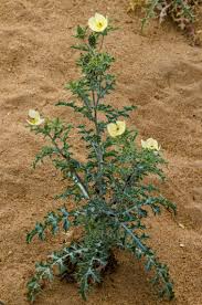 Image result for Argemone mexicana