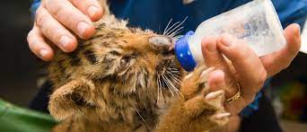 How do i become a zookeeper. How To Become A Zookeeper Salary Qualifications Skills Reviews Seek