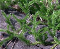 Image result for Lycopodium clavatum