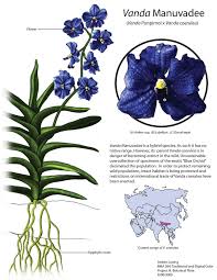Image result for Vanda coerulea
