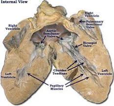 Photo Of The Pig Heart Interior View Pig Heart Heart Anatomy Anatomy And Physiology