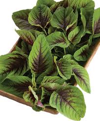Image result for Amaranthus dinteri