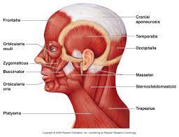 Fac06 15figure L Jpg 1360 1050 Anatomia Musculos Anatomia Humana Musculos Anatomia Humana