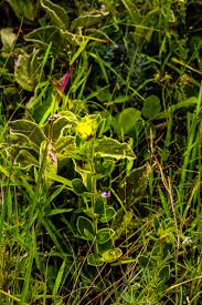 Image result for Brachycorythis inhambanensis