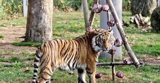 Inaugurado em 1884, o jardim zoologico de lisboa assume a missao de desenvolver e promover um parque zoologico e botanico de excelencia, um centro de conservacao de especies. O Pai Natal Vai Instalar Se No Jardim Zoologico De Lisboa
