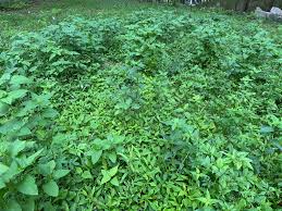 Image result for Hexasepalum sarmentosum