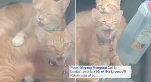 Lokasi kbs berada di tengah kota dan mudah dijangkau caranya mudah, tinggal ikuti jl. Kesian Dia Tak Cukup Udara Tu Tinggal Kucing Dalam Kereta Selama 2 Jam Pemilik Seronok Shopping Raya My Cms