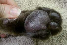 Plasma Cell Pododermatitis Mar Vista Animal Medical Center