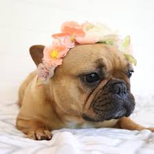 If you are in search of cheap rottweiler puppies for sale near me or rottweiler for adoption, buy rottweiler puppies from rottweiler spot. Mississippi Rottweiler Puppies Home Facebook