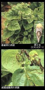 島根県 萎縮病 縮葉細菌病 裏うどんこ病 よごれ葉病 トップ しごと 産業 農林業 技術情報 農業技術情報 病害虫防除所 病害虫データベース 目次 クワ