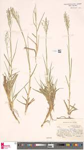 Image result for Trichoneura grandiglumis
