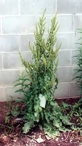 Image result for Rumex crispus