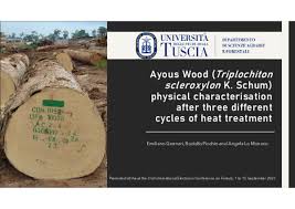 Image result for Triplochiton