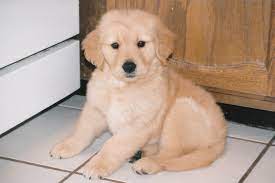 Golden retriever freedom rescue, inc. Summerwind Goldens Golden Retrievers Loveland Colorado