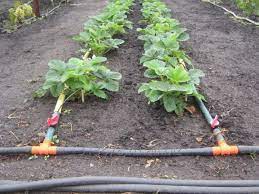Daha önce burada bahsettiğim tohumdan ektiğim çiçek şimdilerde bir sarmaşık oldu. Bir Serada Damla Sulama Kendiniz Nasil Yapilir Damla Sulama Sisteminin Avantajlari Varil Ve Plastik Siselerden Sulama