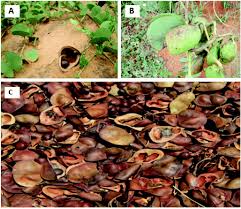 It also contains a quick guide to the potential industry threats. Marama Bean Tylosema Esculentum Burch A Schreib An Indigenous Plant With Potential For Food Nutrition And Economic Sustainability Food Function Rsc Publishing