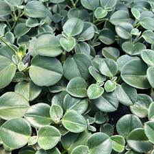 Image result for Ceropegia incana