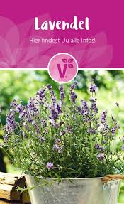 Lavendel Lavendel Pflanzen Pflanzen Lavendel