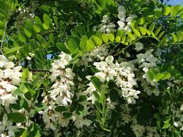 Image result for Kotschya sp.no.A